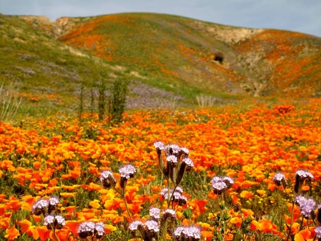 Suasana musim semi di Anteno Valley, California