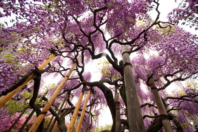 Tempat musim semi yang indah, Ashikaga Flower Park, Japan