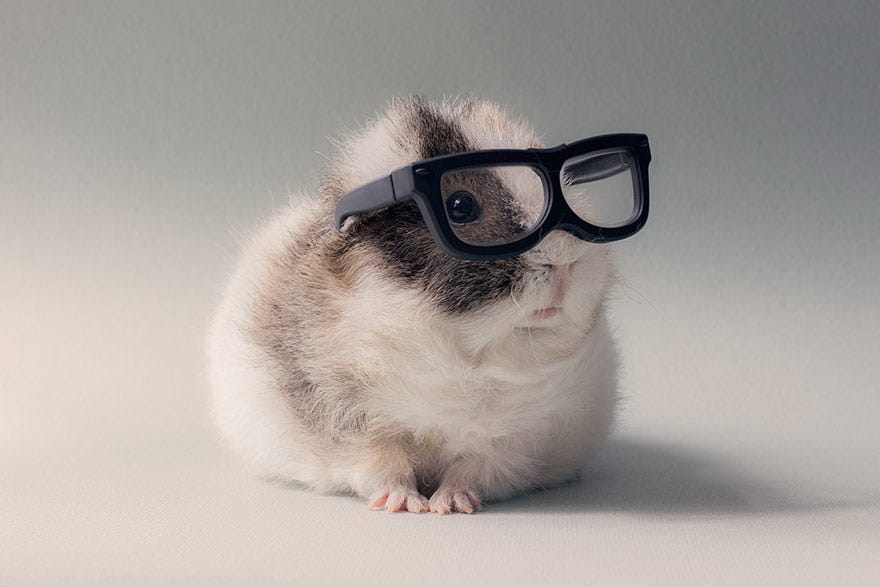 Hamster imut 3