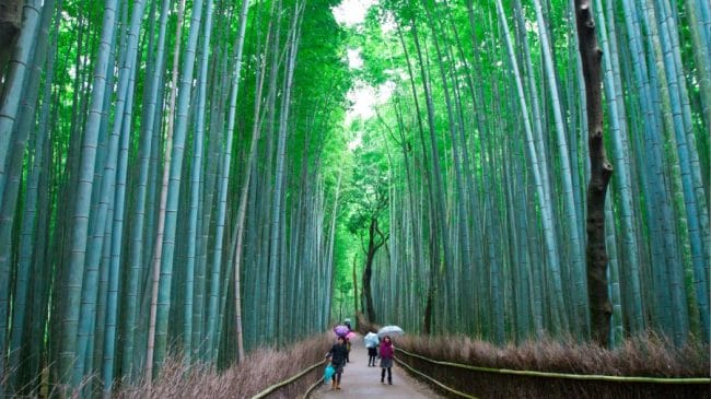 Hutan Bambu di Kyoto Jepang