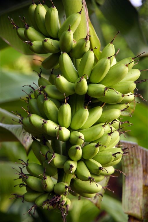 Buah pisang