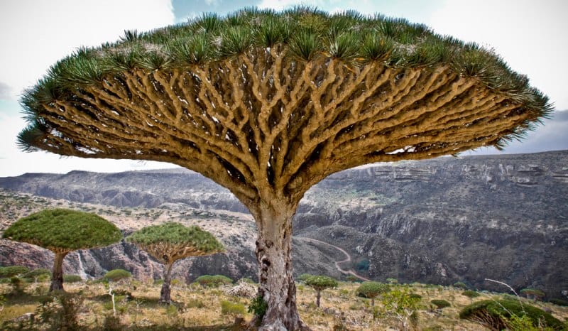 Dragon Tree