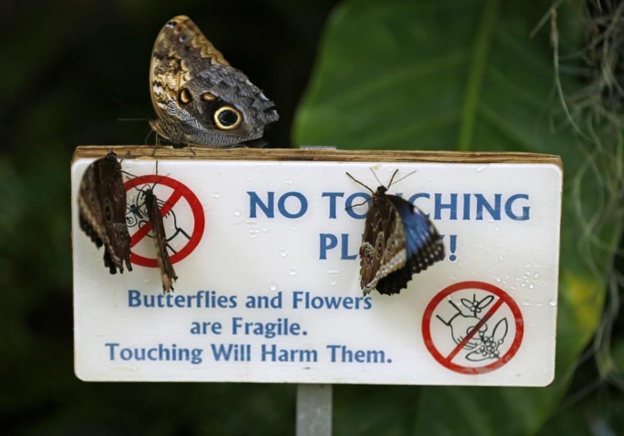 Gambar Blue Morpho Butterfly