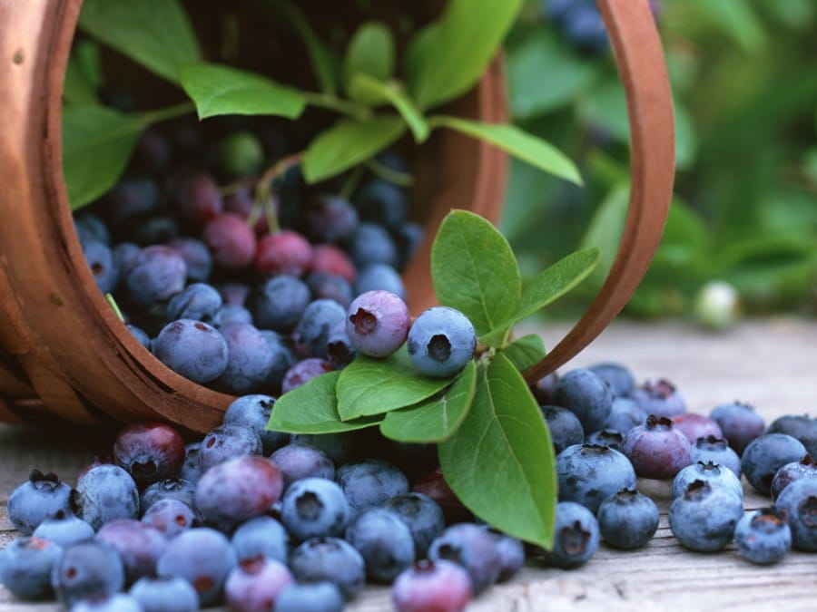 Gambar Blueberry