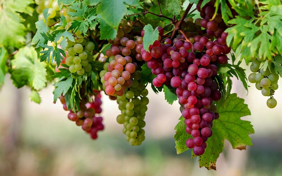 Buah Anggur (Grape)
