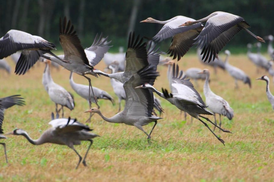 Migrasi burung Crane