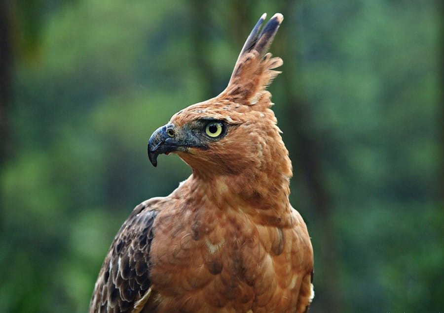 Burung Elang Jawa, Hewan Langka di Indonesia