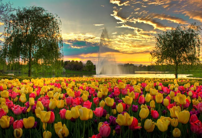 Tempat Musim Semi terbaik, Chicago Botanic Garden, Illinois