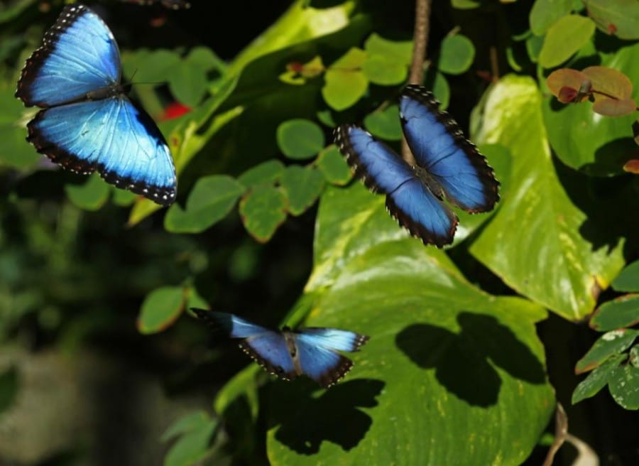 Gambar Common Blue Morpho Butterfly