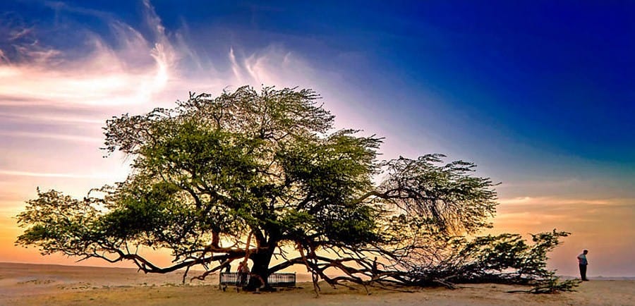 Tree of Life