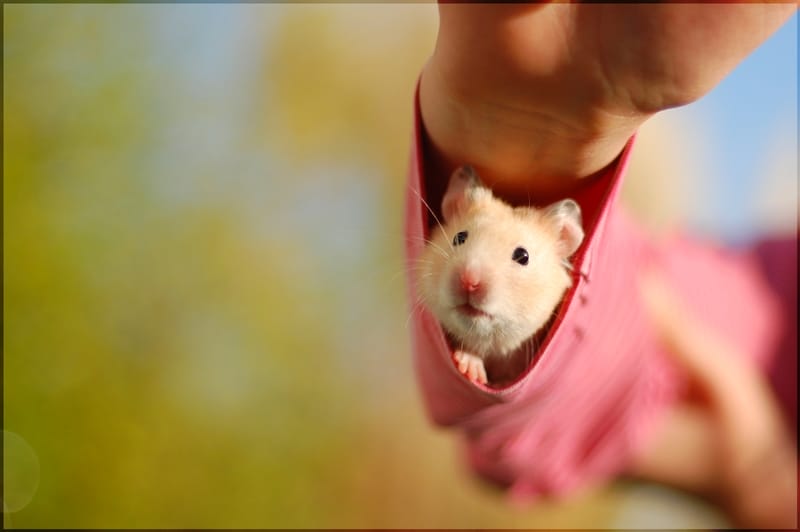 Hamster imut 11