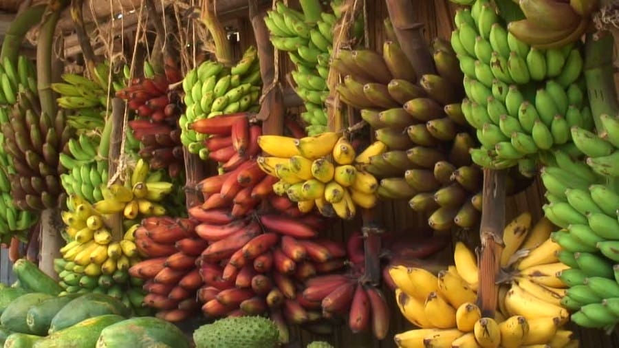 Buah pisang