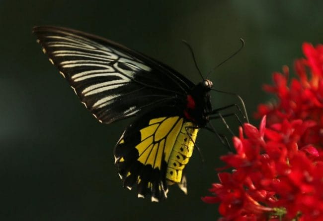 Gambar Golden Bird Wing Butterfly