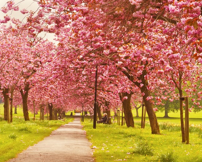 Suasana mesim semi di Harrogate, England