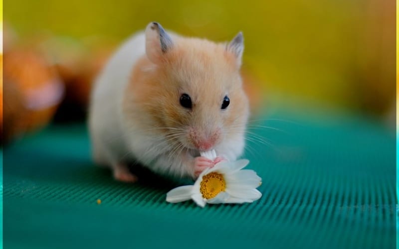 Hamster imut 14