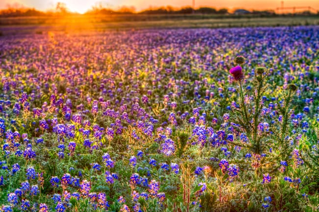 Salah satu tempat musim semi terbaik, salah satunya di Hill Country Texas