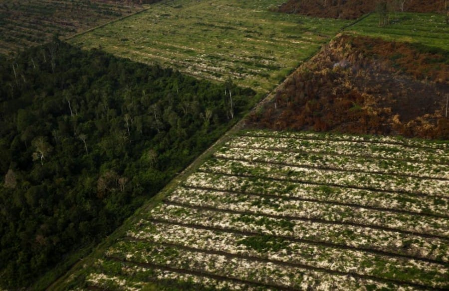 Hutan Riau dibakar