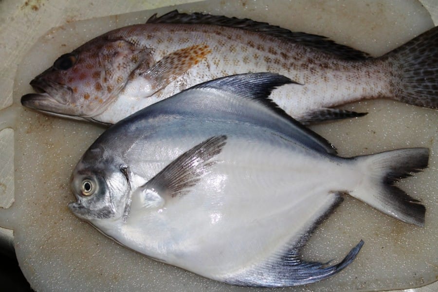 Gambar Ikan