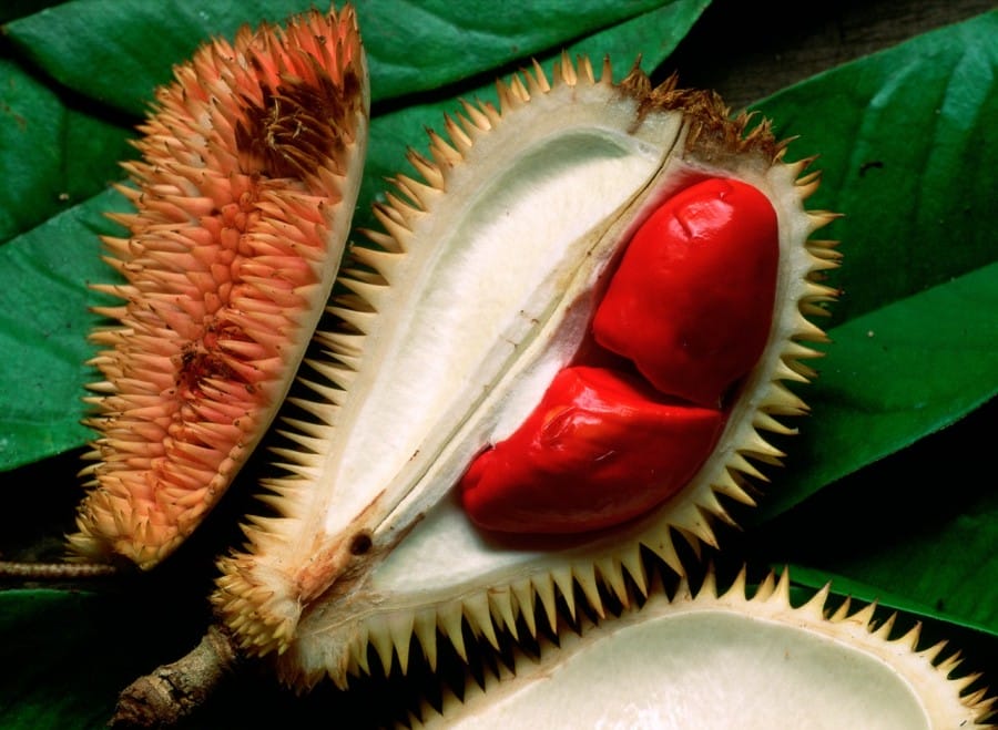 Durian Merah