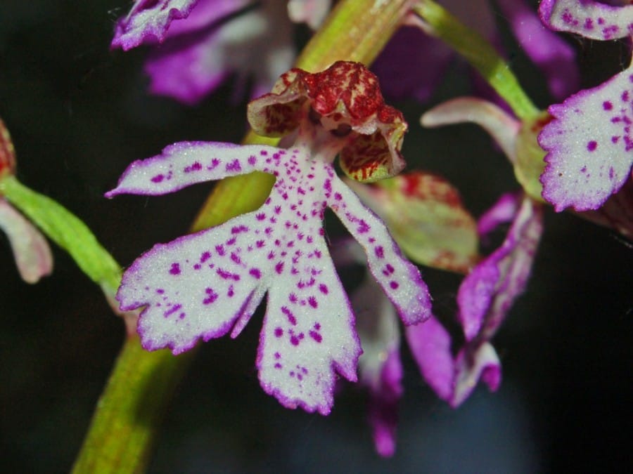 Lady Orchid tumbuh dengan warna putih 