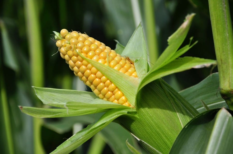 Jagung penganti nasi