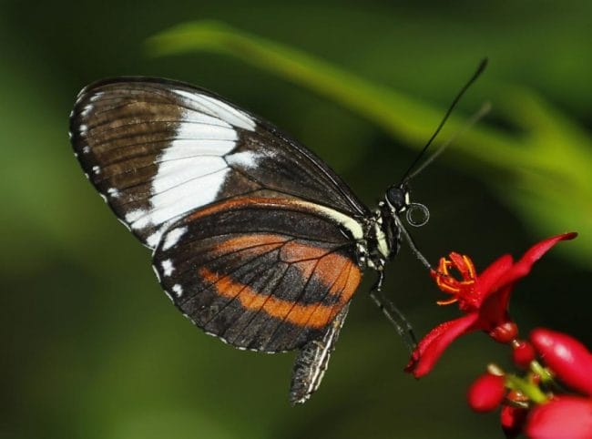 Gambar Kupu-kupu Harimau Sayap Panjang