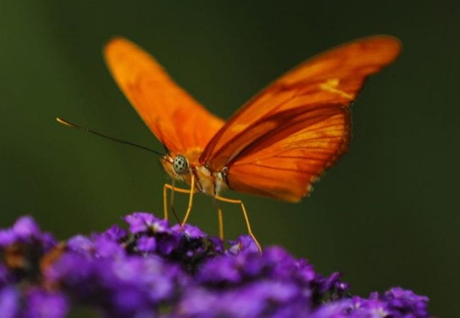 Gambar Kupu-kupu Julia Heliconian