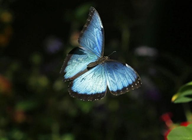 Gambar Kupu-kupu Morpho Biru