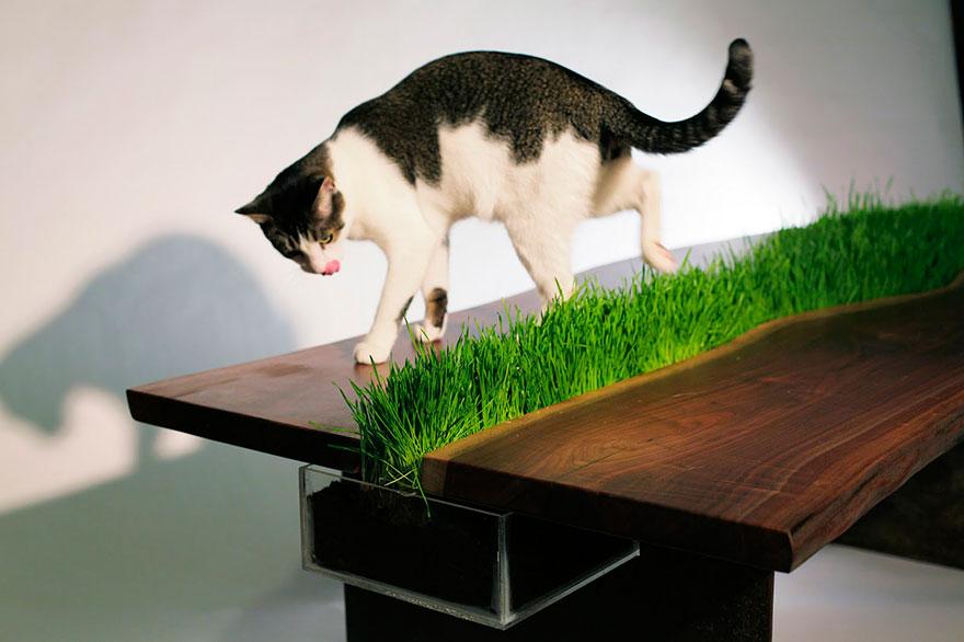 Meja Dengan Rumput