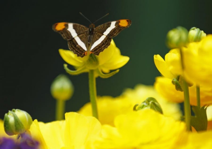 Gambar Mexican Sister Butterfly