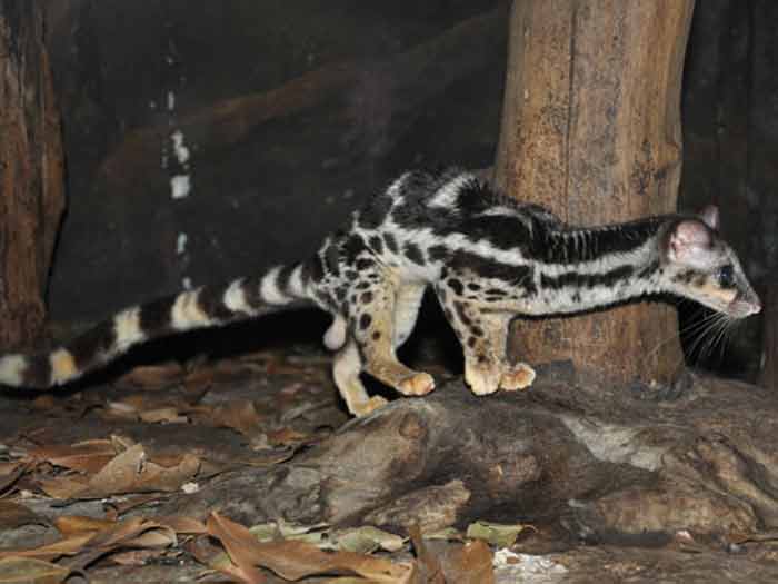 Musang Congkok, Hewan Langka di Indonesia