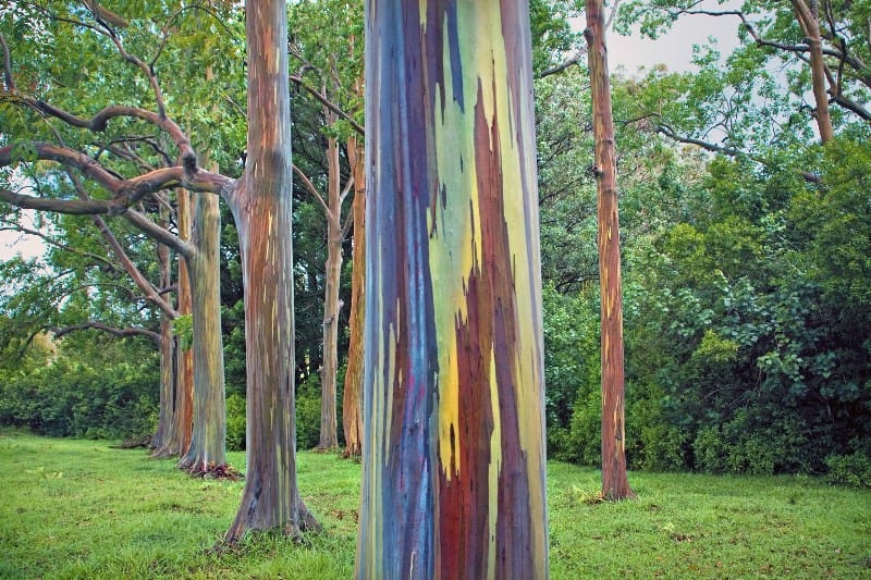 Rainbow Eucalyptus