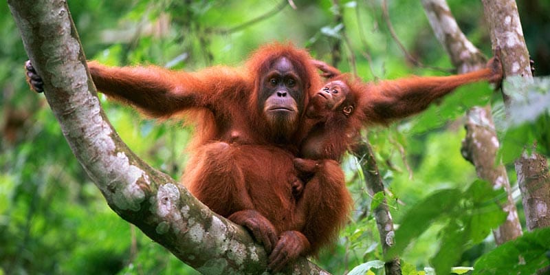 Orang Utan, Hewan langka yang dilindungi