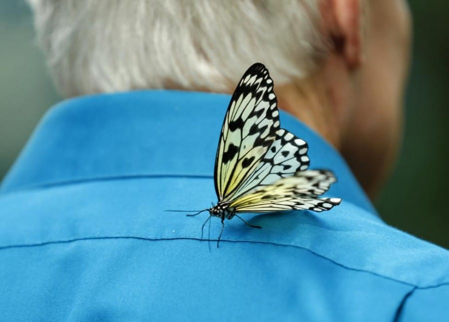 Gambar Paper Kite Butterfly