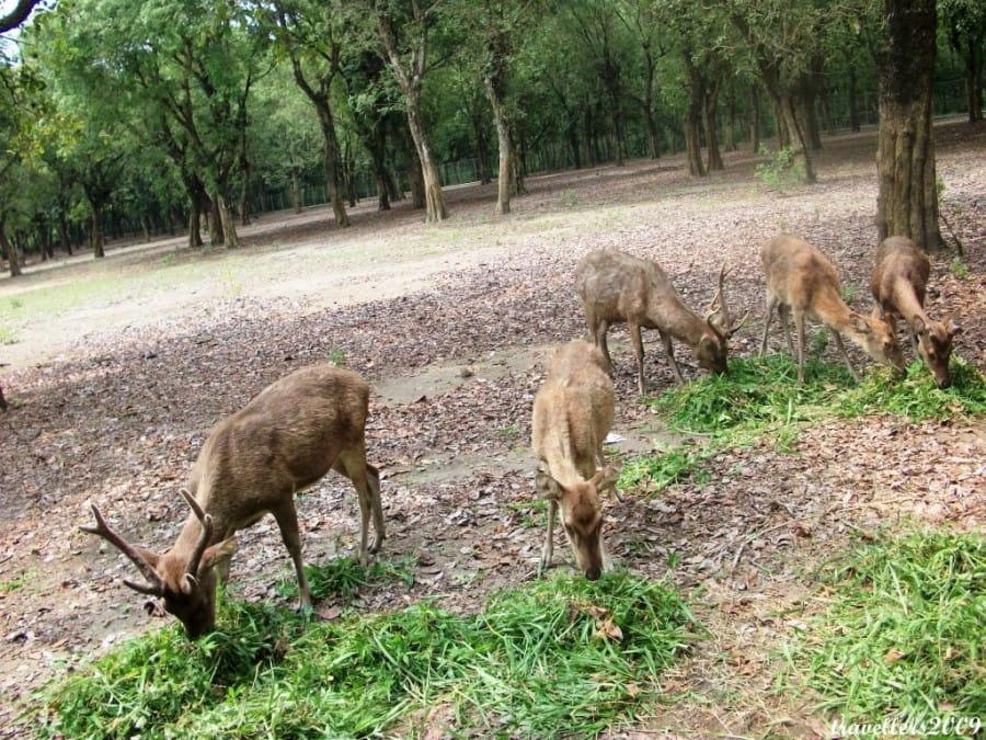 Hutan penangkaran rusa