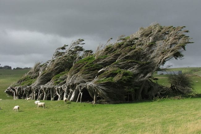 Pohon yang berubah bentuk karena angin