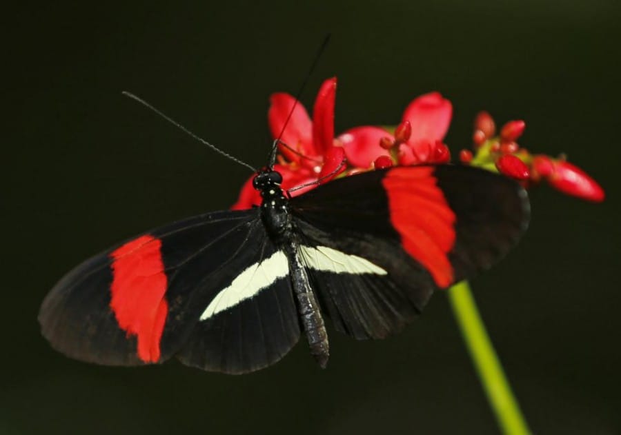 Gambar Postman Butterfly