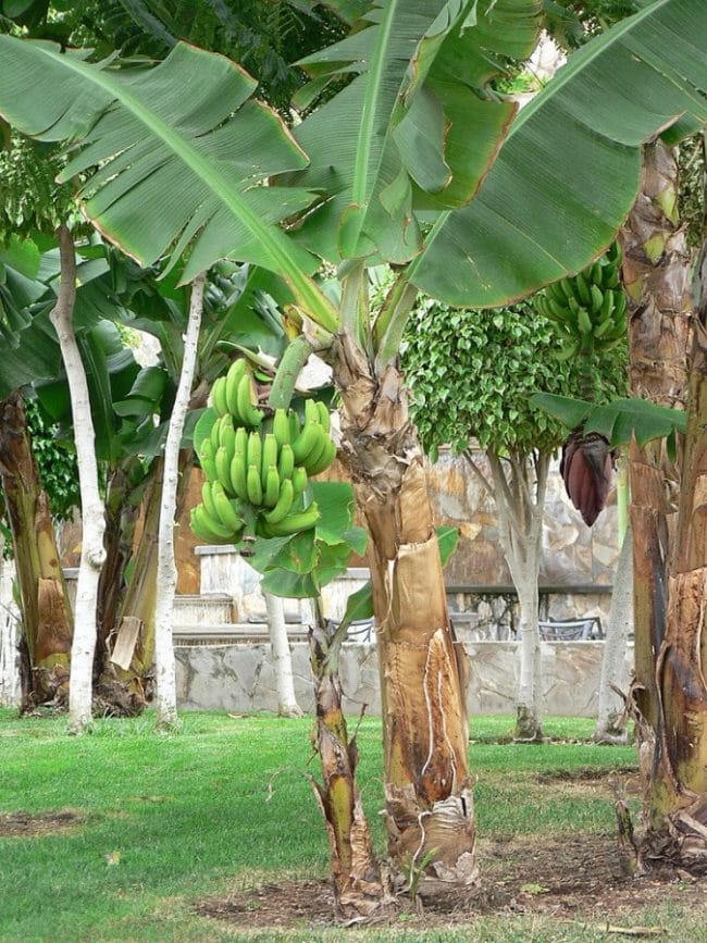 Tunas pohon pisang