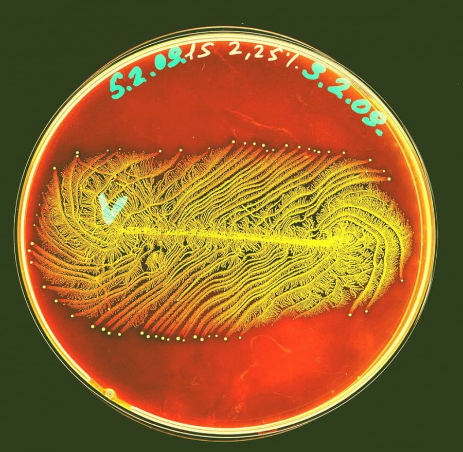 Paenibacillus vortex