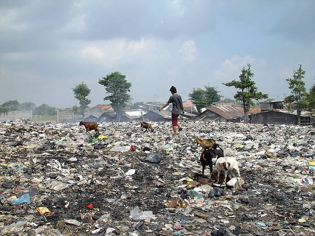 Kambing di tempat sampah