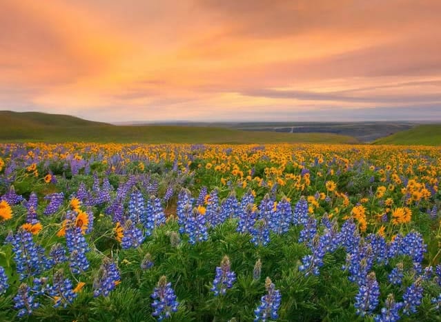 Suasana Mesim, The Valley of Flowers National Park, Uttarakhand, India