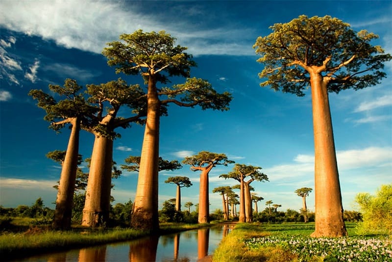 Teapot Baobab