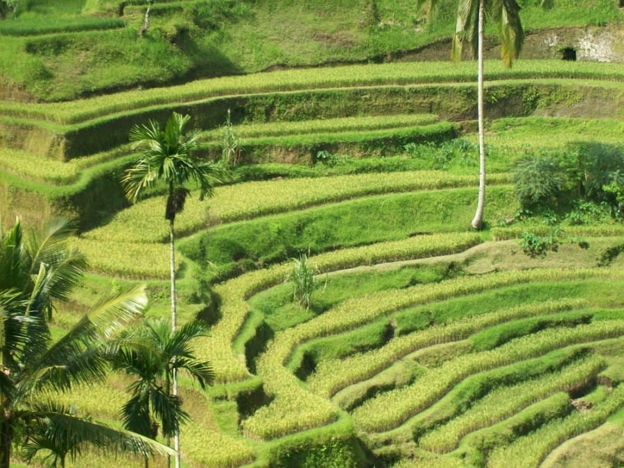 Ubud Bali