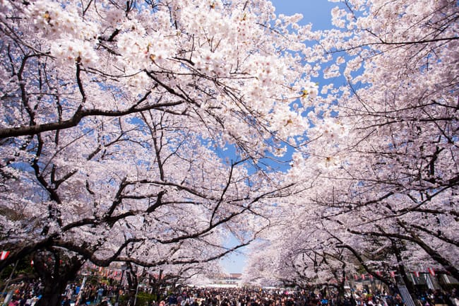 Tempat Musim Semi terbaik, Ueno Park, Tokyo, Japan