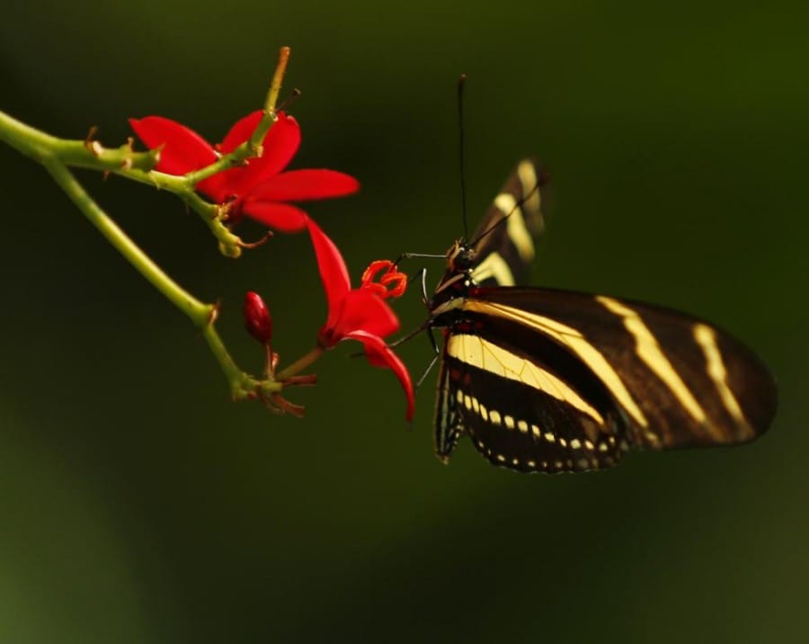 Gambar Zebra longwing Butterfly