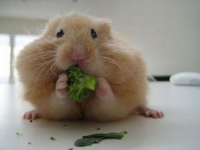 Hamster makan brokoli