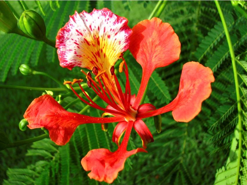 Poinciana (Delonix Regia)