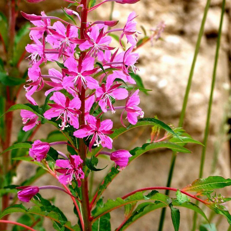 Willow Herb (Epilobium)