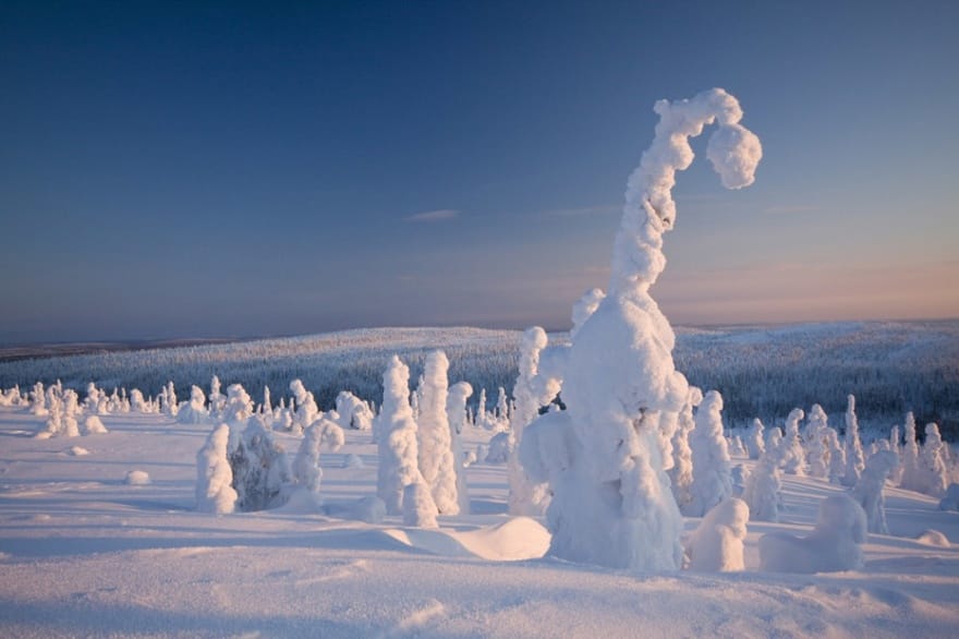Pohon di Lapland, Finlandia saat musim dingin
