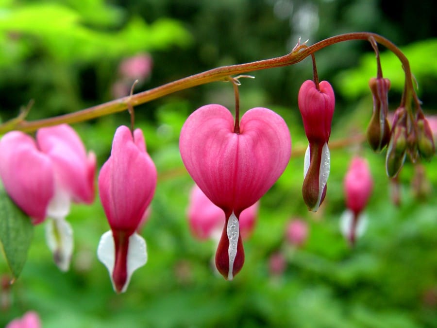 Bleeding Heart/Lamprocapnos spectabilis